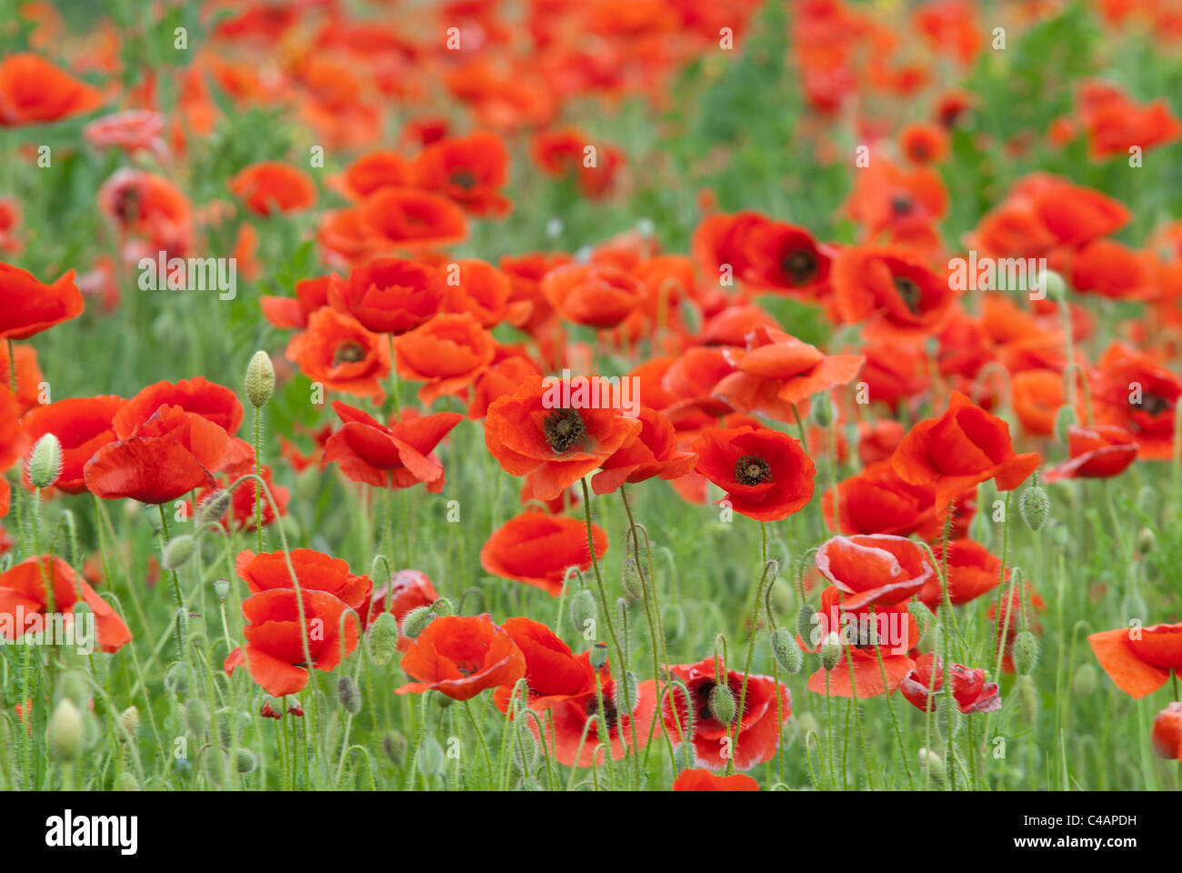 Champ de coquelicots, coquelicots, fleurs, coquelicot, prairie, champs Banque D'Images