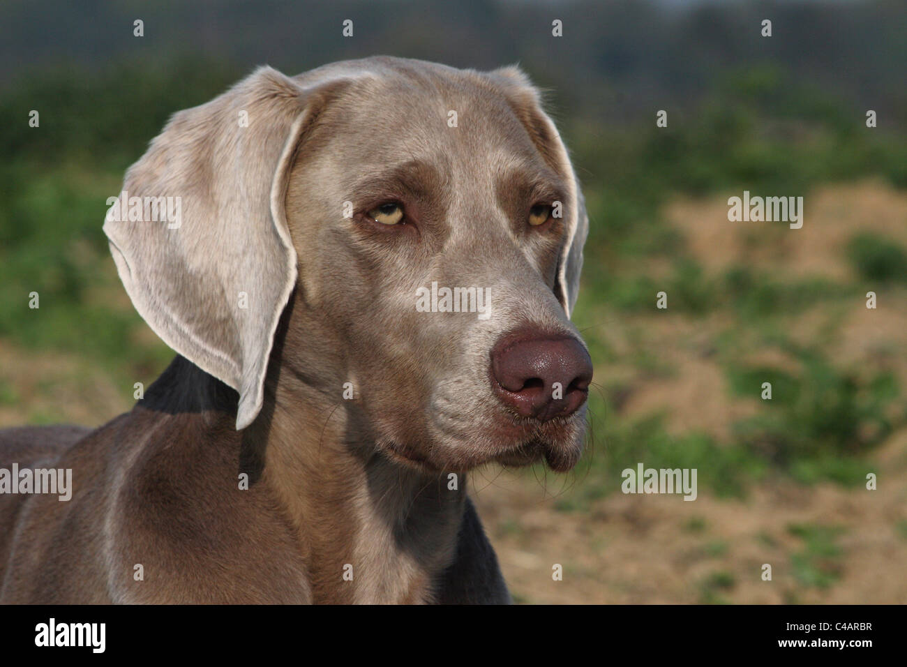 Braque de portrait Banque D'Images