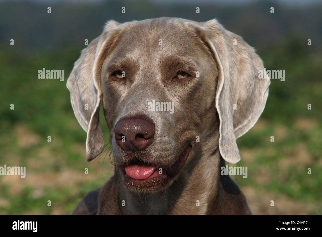 Braque de portrait Banque D'Images