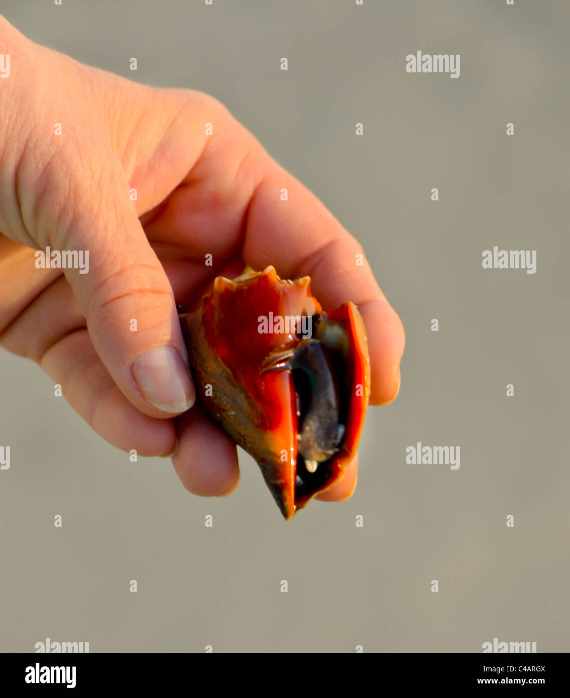 Tenant une conque Lutte contre la Floride sur la plage -- d'atteindre avec sa pince - - Strombus alatus Banque D'Images