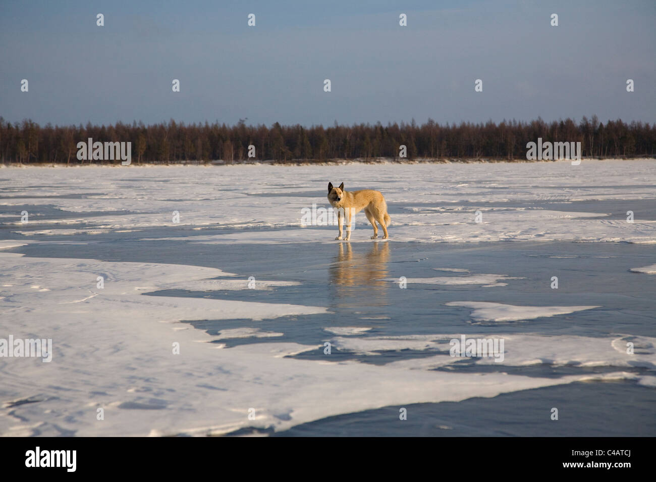 La Russie, la Sibérie, le Baïkal ; un loup sur le lac Baïkal gelé Banque D'Images