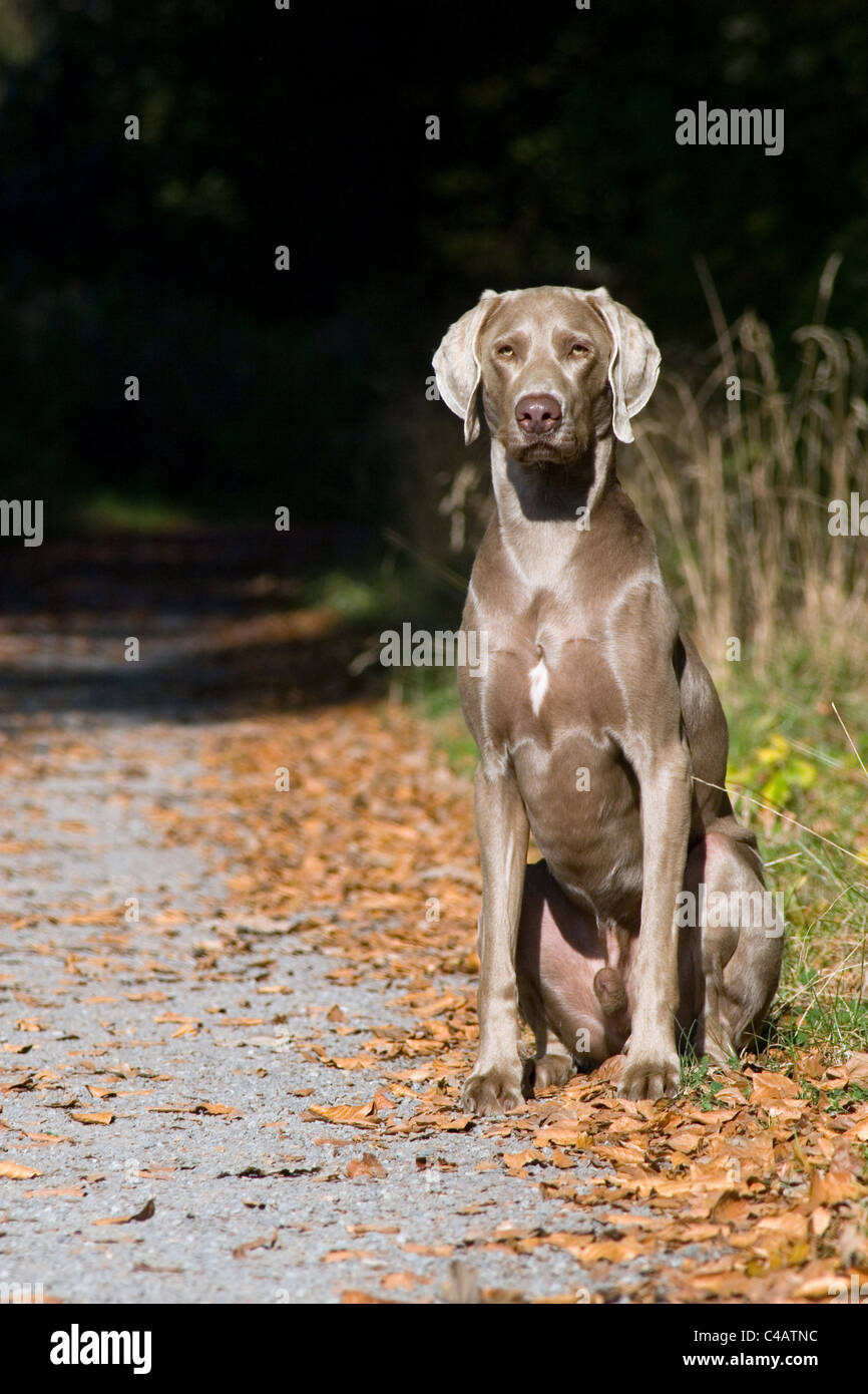Braque de séance Banque D'Images