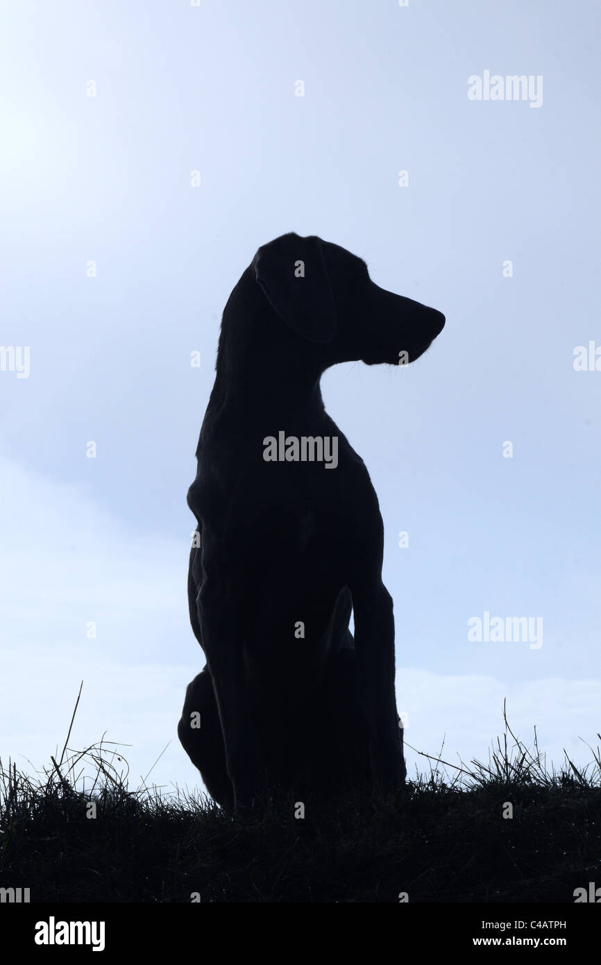 Braque de séance Banque D'Images