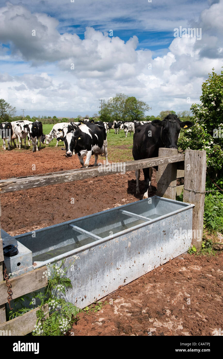 Holstien bovins laitiers au creux de l'eau dans le champ. Banque D'Images