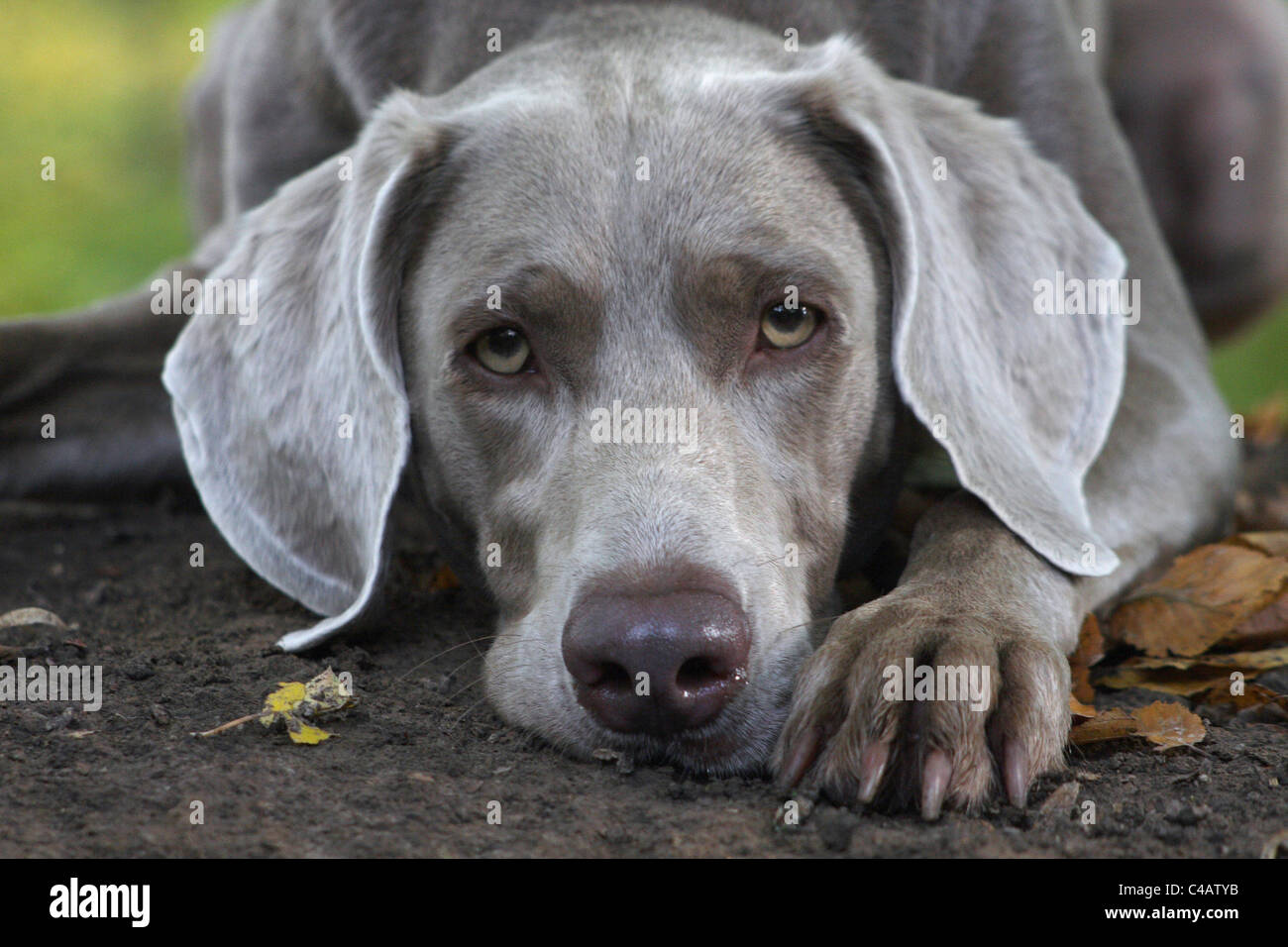 Braque de portrait Banque D'Images