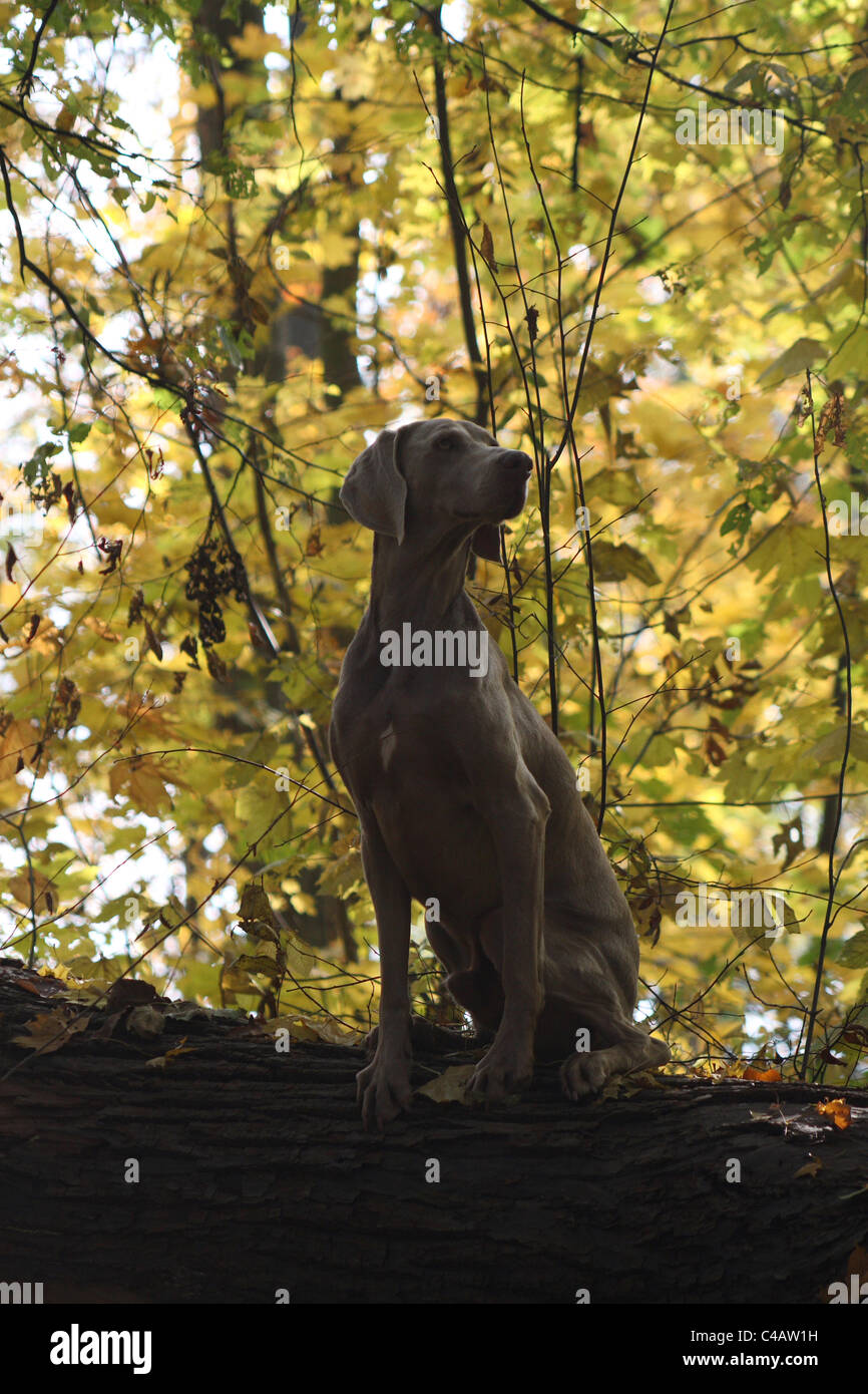 Braque de séance Banque D'Images