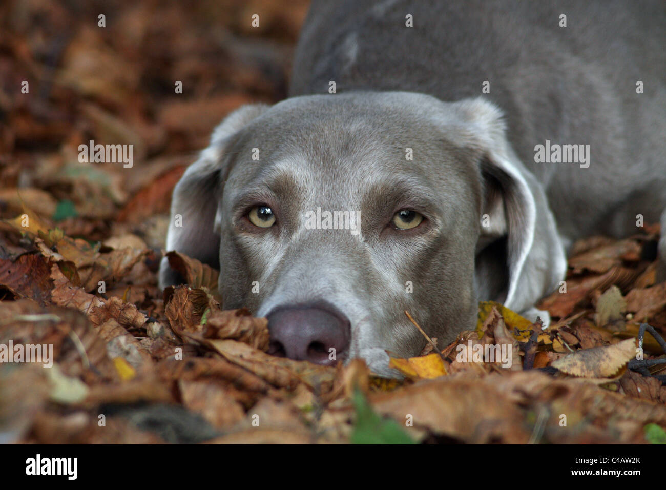 Braque de portrait Banque D'Images