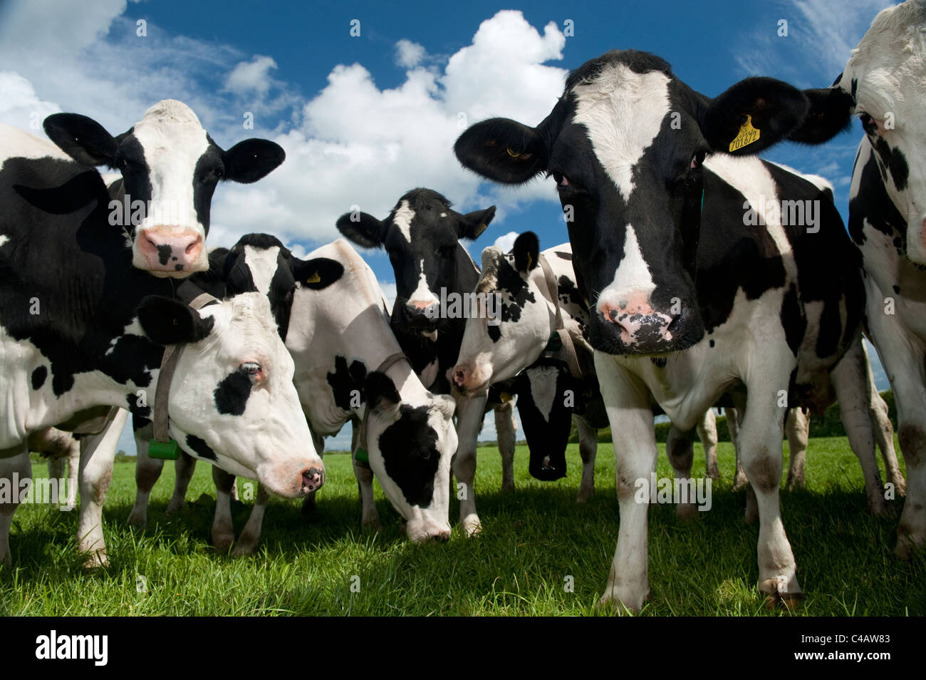Holstien bovins laitiers à l'herbe sur summers day. La région de Cumbria. Banque D'Images