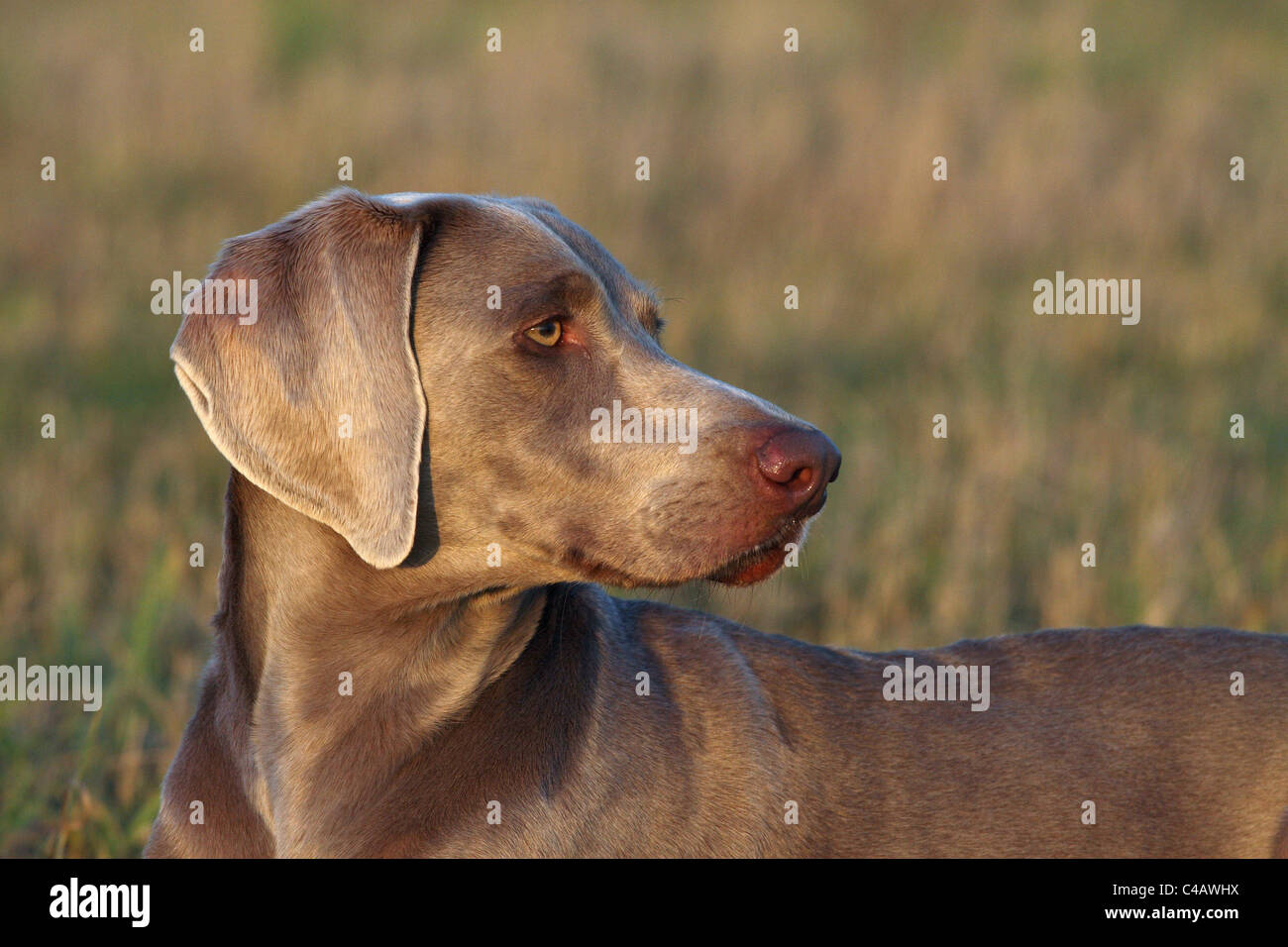 Braque de portrait Banque D'Images