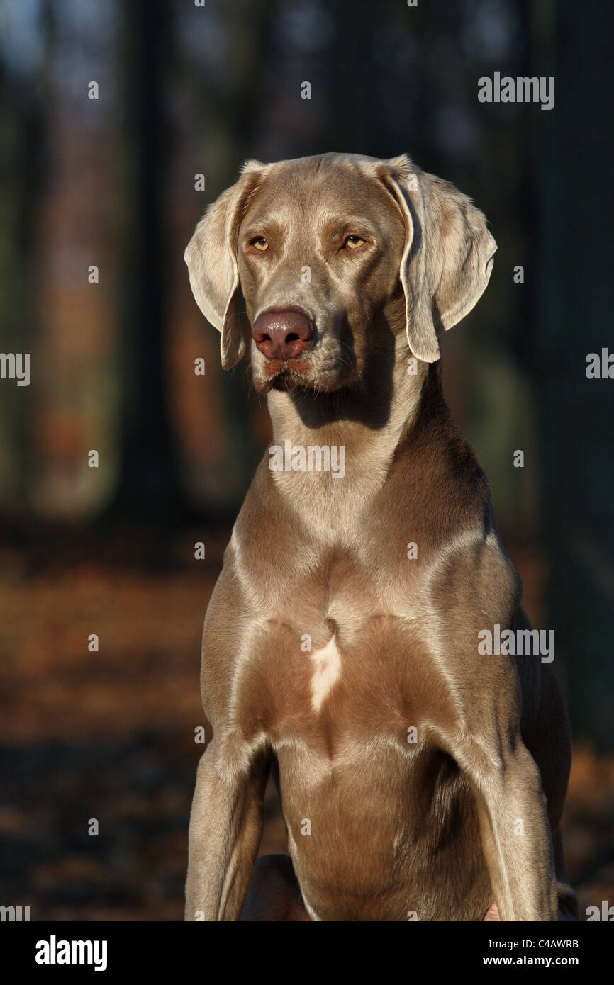 Braque de portrait Banque D'Images