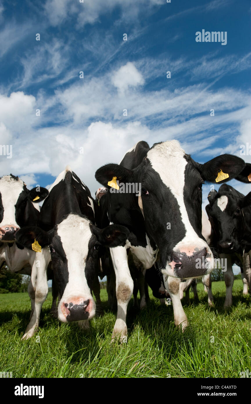 Holstien bovins laitiers à l'herbe sur summers day. La région de Cumbria. Banque D'Images