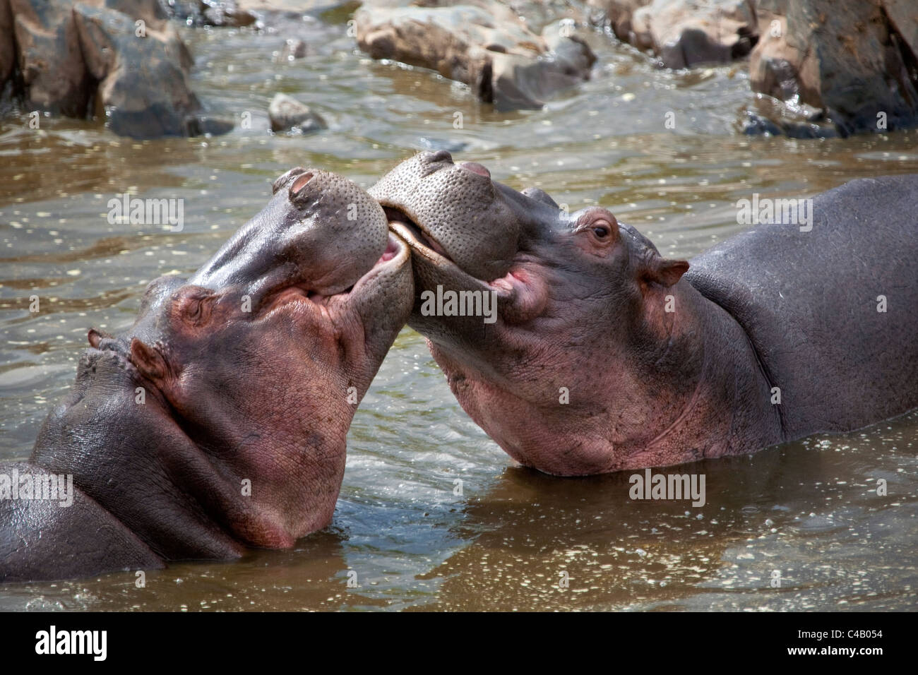 La Tanzanie, Serengeti. Hippopotames joute pour dominance dans les eaux du nord du Serengeti Hippo Pool. Banque D'Images