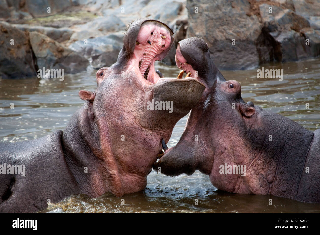 La Tanzanie, Serengeti. Hippopotames joute pour dominance dans les eaux du nord du Serengeti Hippo Pool. Banque D'Images