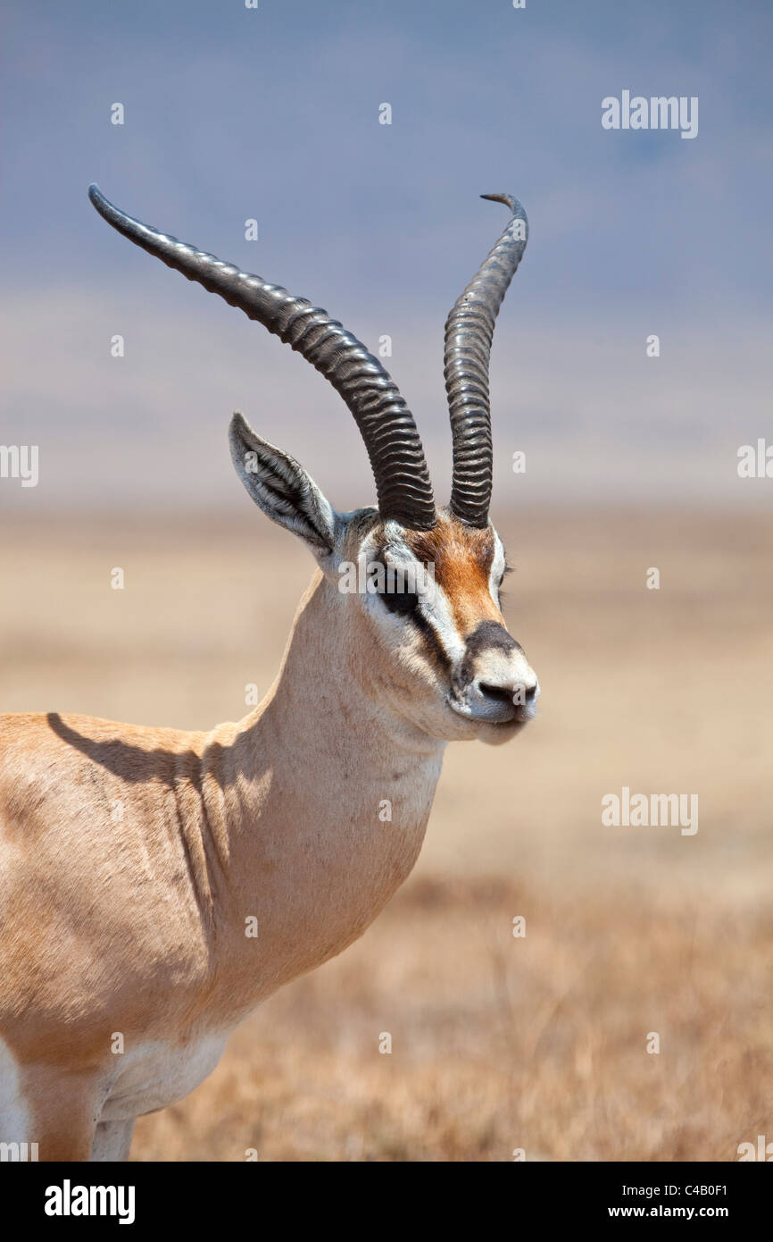 La Tanzanie, le Ngorongoro. Un mâle adulte la gazelle de Grant. Banque D'Images