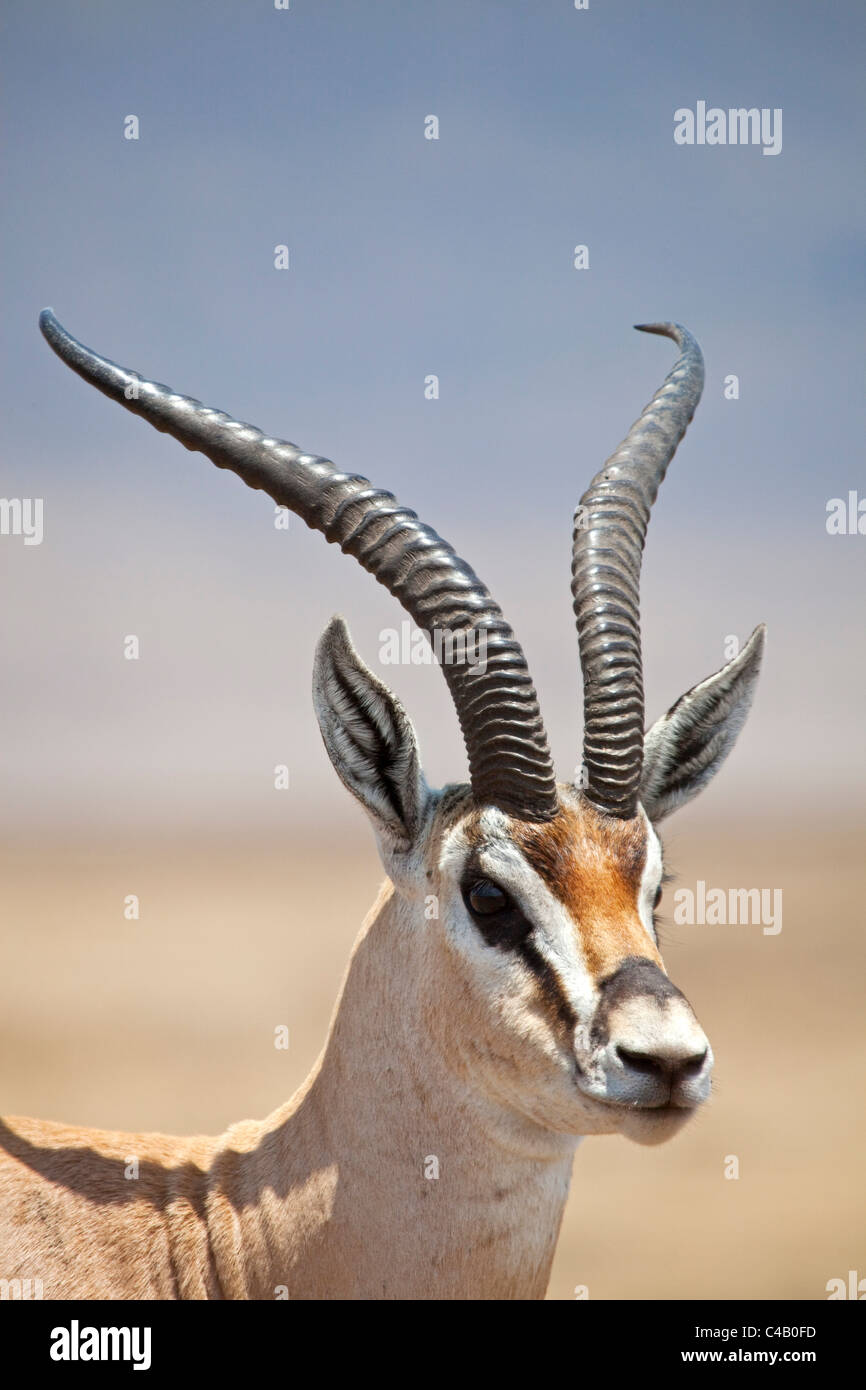 La Tanzanie, le Ngorongoro. Un mâle adulte la gazelle de Grant. Banque D'Images
