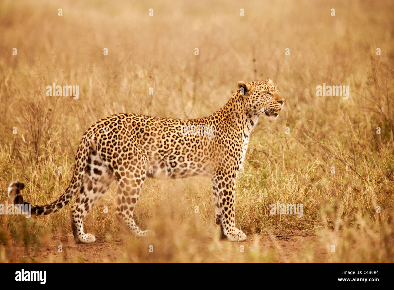 La Tanzanie, Serengeti. Un léopard est hardiment dans les longues herbes près de Seronera. Banque D'Images