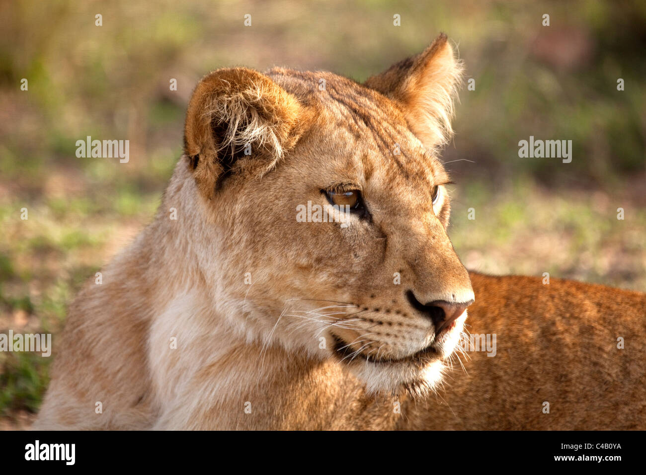 La Tanzanie, Serengeti. Une jeune lionne. Banque D'Images