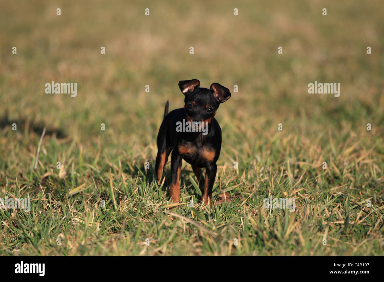 Chiot pinscher nain Banque D'Images