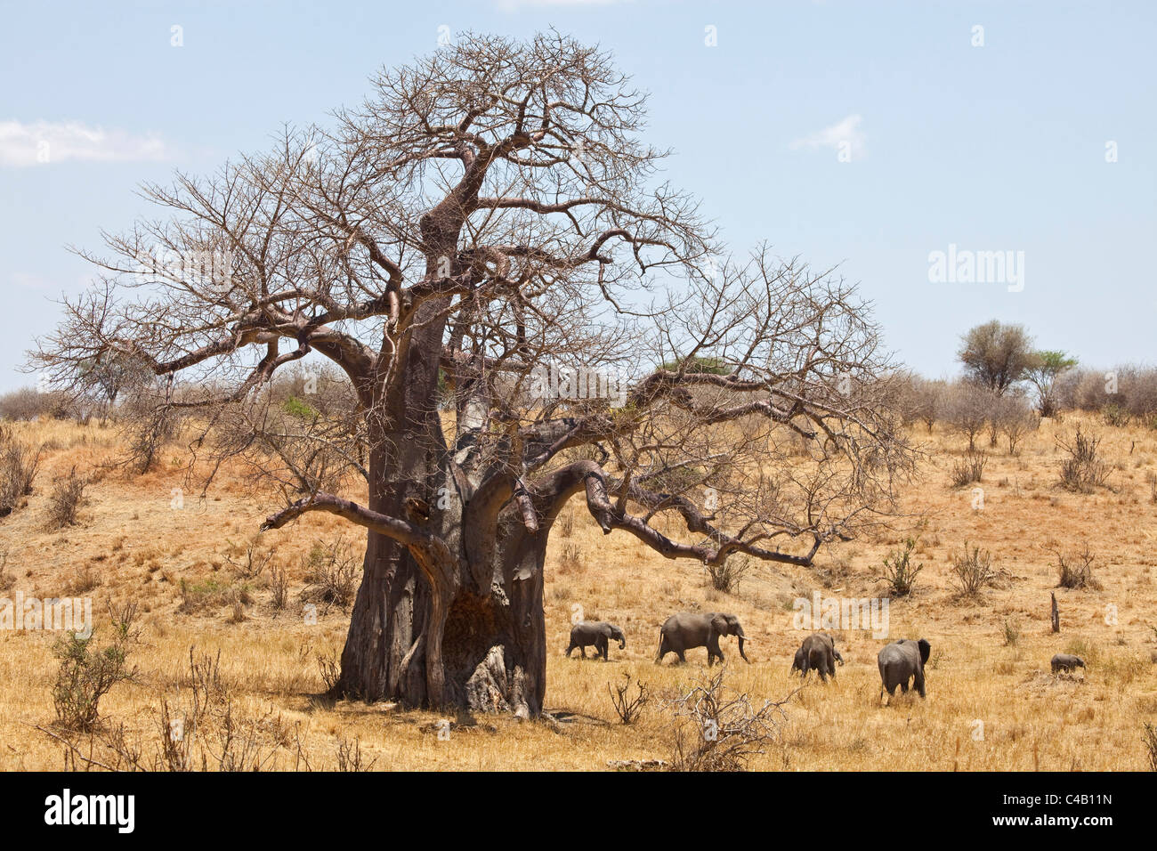La Tanzanie, Tarangire. Un troupeau d'éléphants passe devant un énorme baobab. Les deux sont ce qui rend célèbre de Tarangire. Banque D'Images