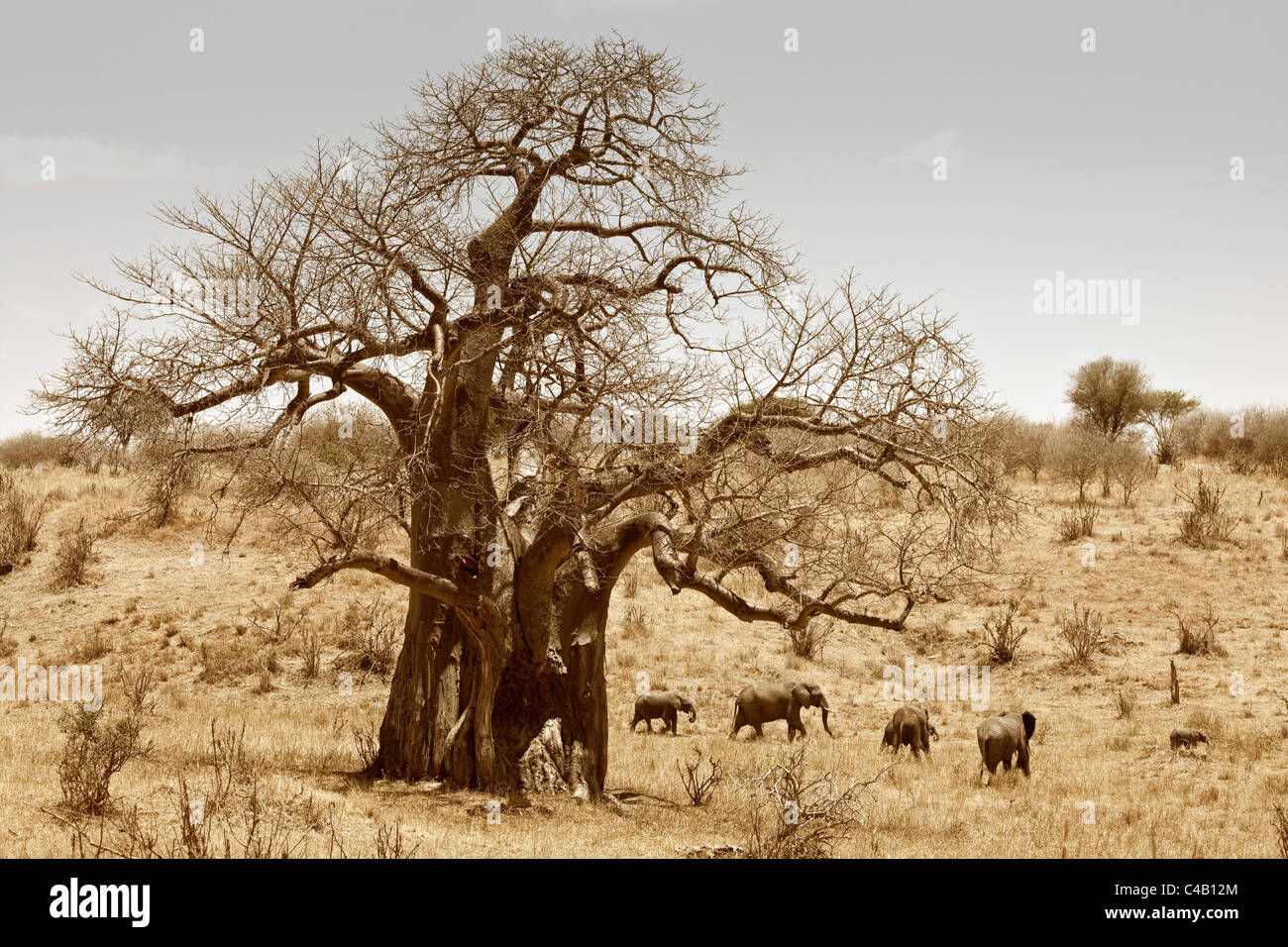 La Tanzanie, Tarangire. Un troupeau d'éléphants passe devant un énorme baobab. Les deux sont ce qui rend célèbre de Tarangire. Banque D'Images