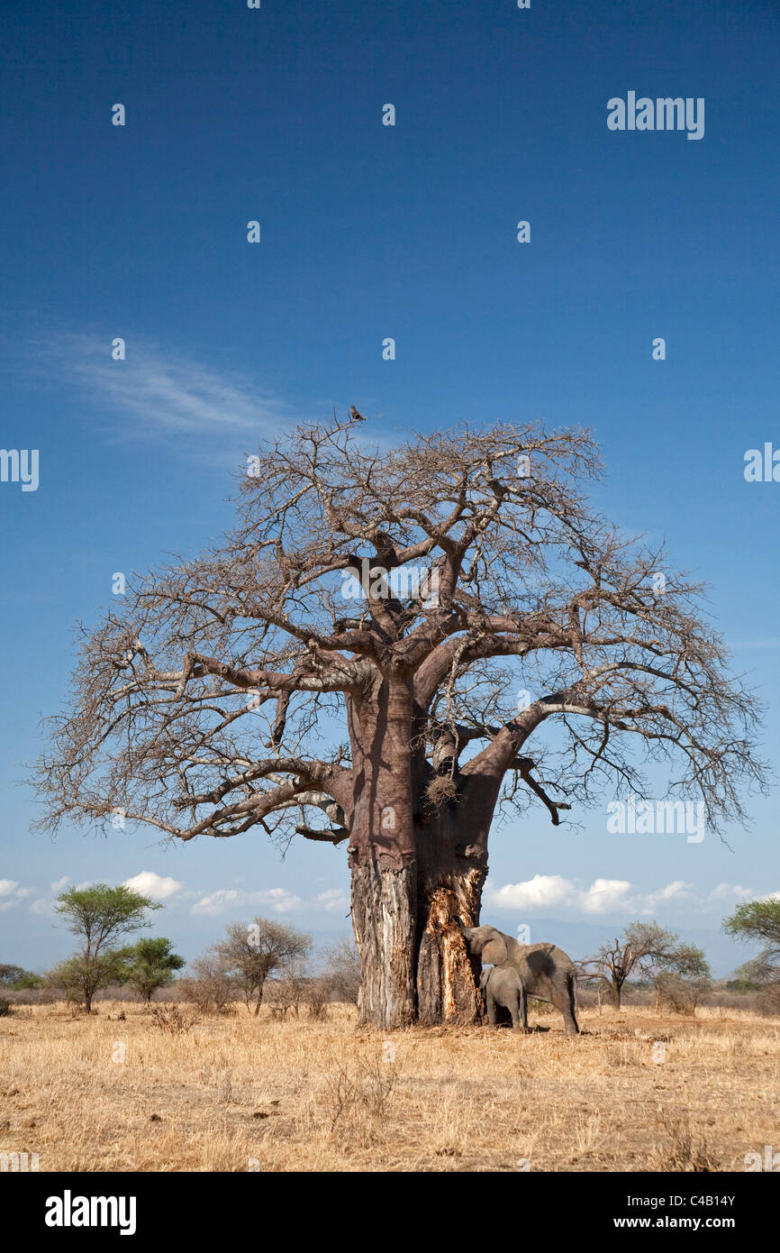 La Tanzanie, Tarangire. Un éléphant les bandes d'écorce d'un baobab dans le parc national de Tarangire. Banque D'Images