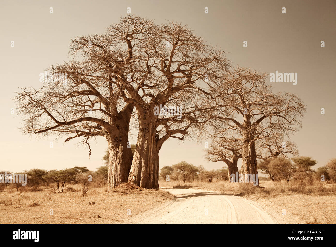 La Tanzanie, Tarangire. Une route passe sous les branches d'énormes baobabs, pour ce qui est de Tarangire célèbre. Banque D'Images