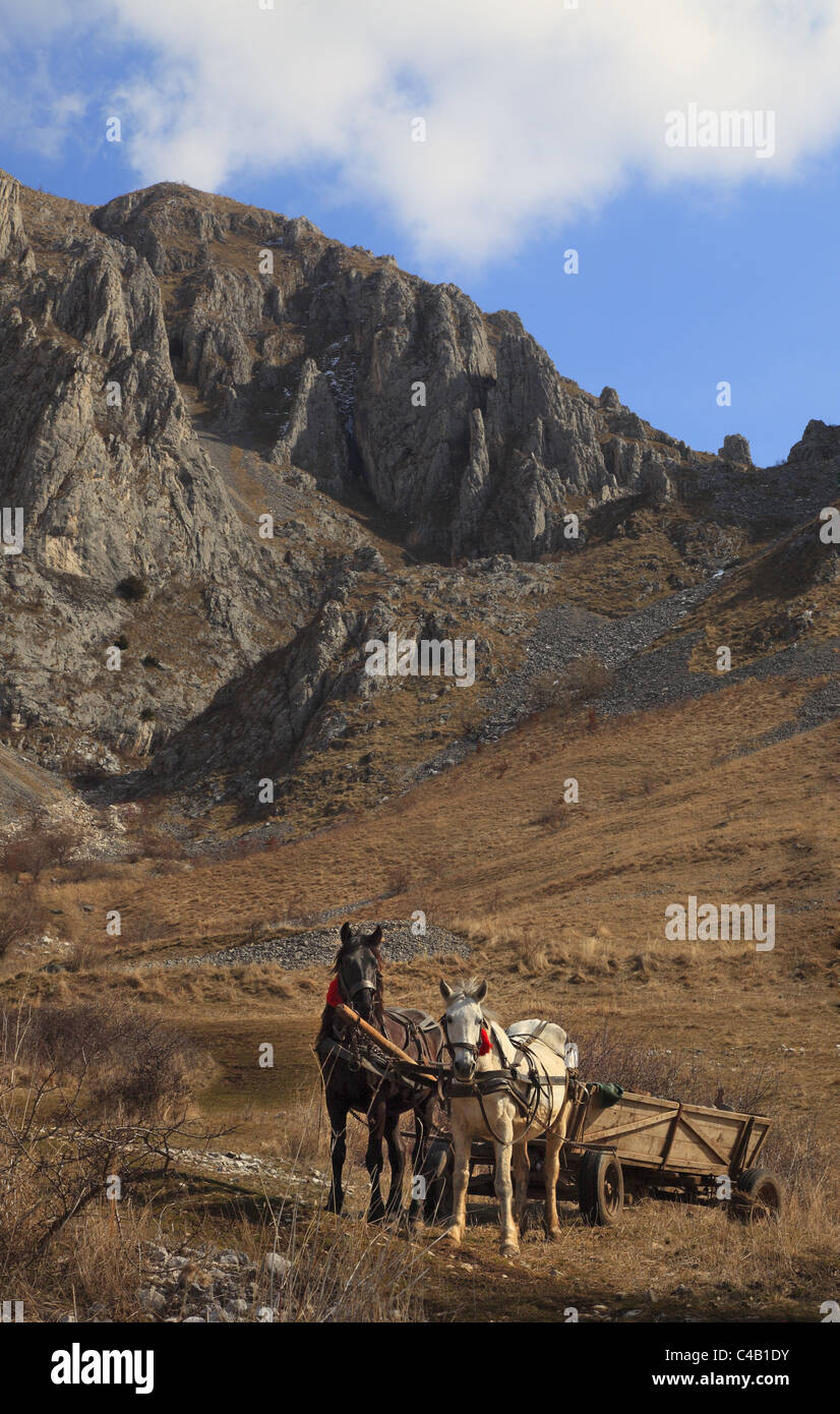 Chariot avec deux chevaux en face de montagnes rocheuses.Lieu:Trascău montagne,Roumanie. Banque D'Images