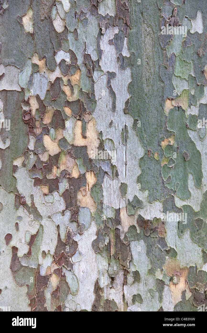 Platan l'écorce des arbres à la texture ou à l'arrière-plan. Banque D'Images