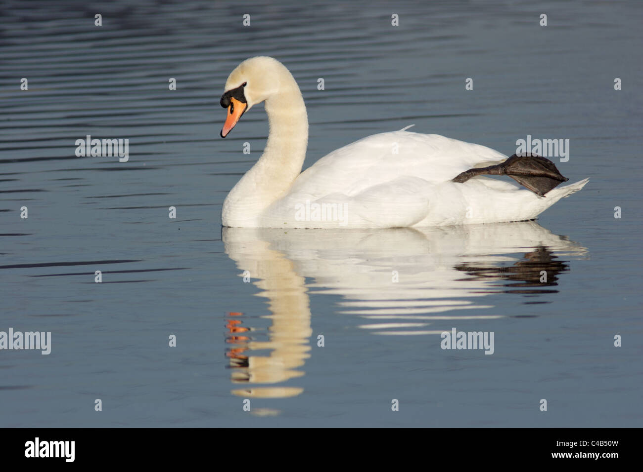 Mute Swan (Cygnus olor) sur le lac, Yorkshire, UK Banque D'Images