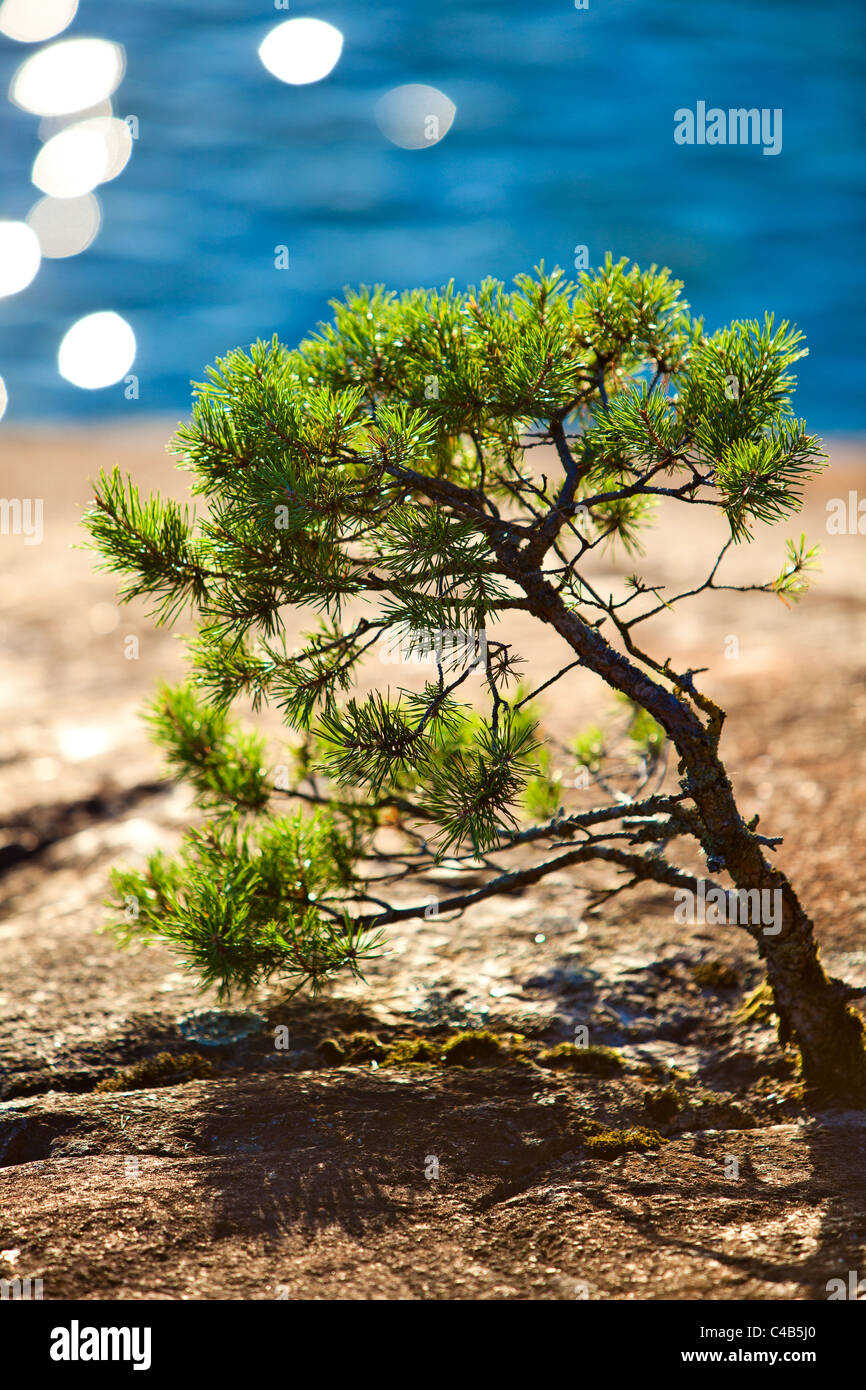 Petit croissant sur les rochers. pin Banque D'Images