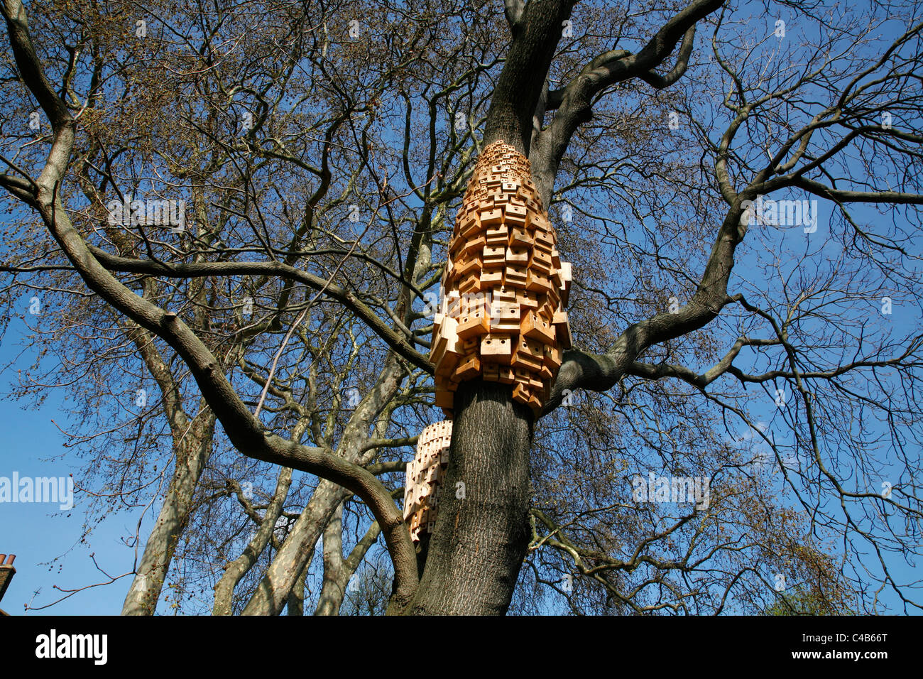 Collection de boîtes d'oiseaux intitulé Ville spontanée dans l'arbre du ciel à Duncan Terrace Gardens, Islington, Londres, Royaume-Uni Banque D'Images