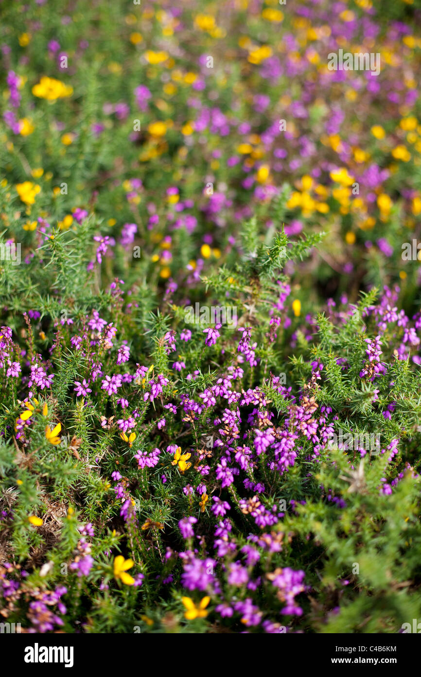 UK, Exmoor. L'Exmoor célèbre heather en pleine floraison d'été. Banque D'Images