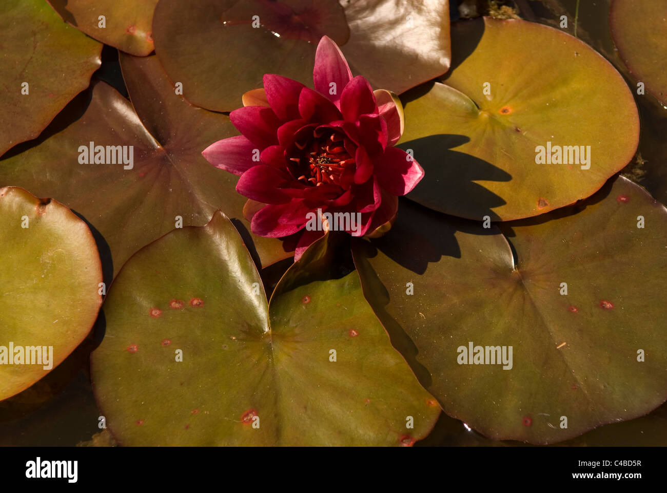 Fleur de nénuphar rose et de feuilles, Nymphaea Rene Gerard Banque D'Images