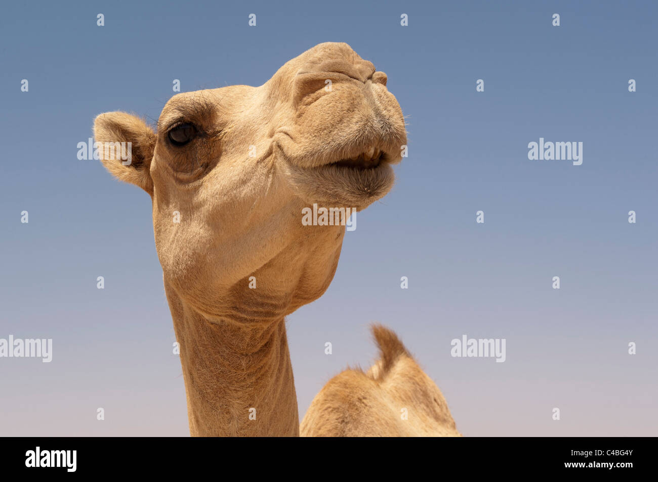Le chameau, le Somaliland, en Somalie Banque D'Images Le chameau, le Somaliland, en Somalie Banque D'Images