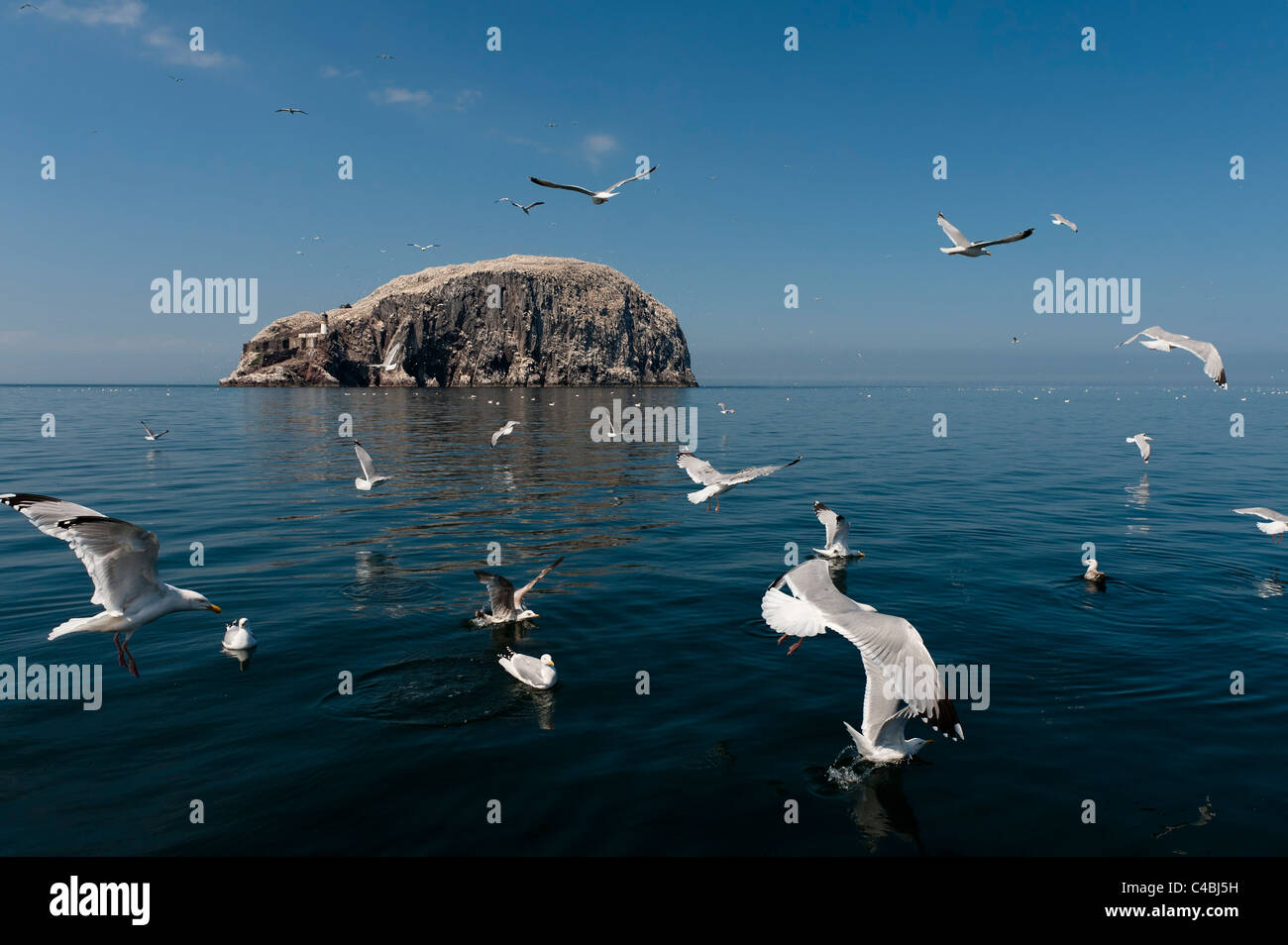 Bass Rock Banque D'Images