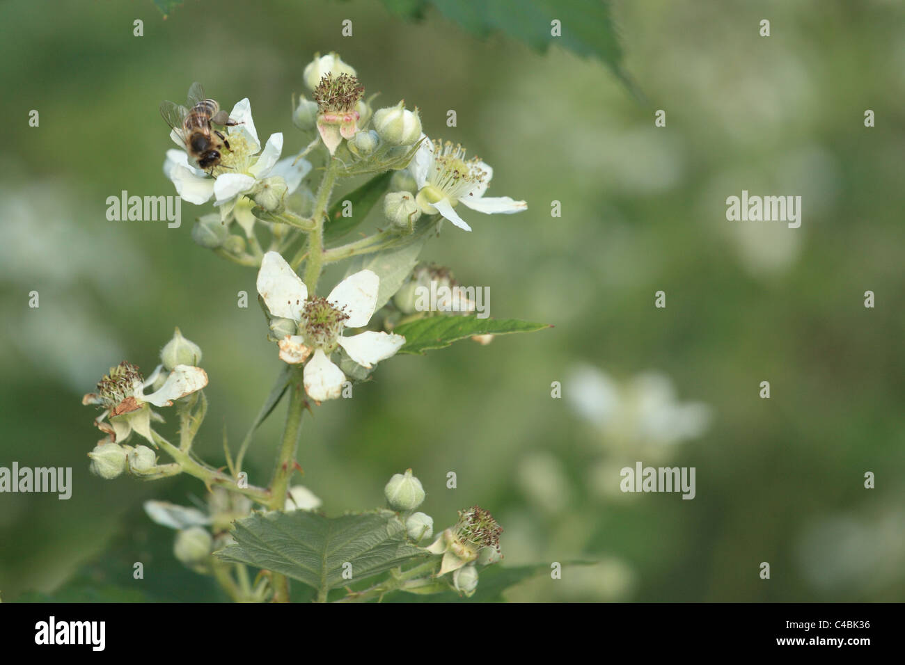 'Abeille à miel (Apis mellifera) la collecte de nectar sur Blackberry fleurs (Rubus fruticosus). Emplacement : petites Karpates, la Slovaquie. Banque D'Images