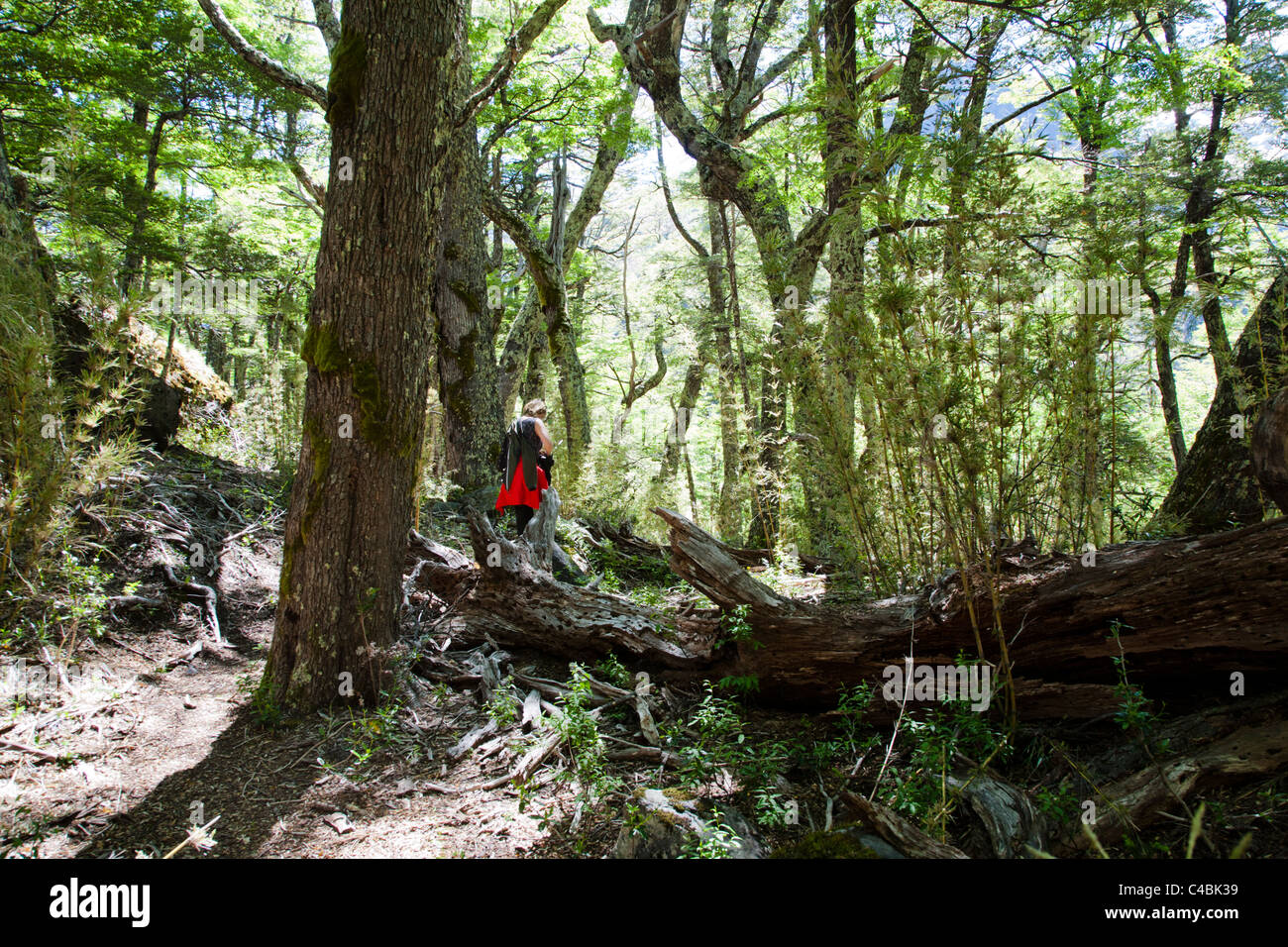 Le Parc National Nahuel Huapi, Patagonie, Argentine Banque D'Images