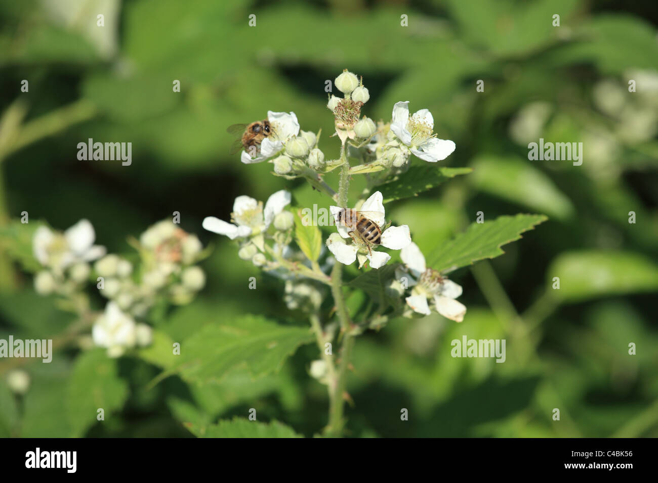 Les abeilles de l'Ouest (Apis mellifera) en fleurs fleurs pollinisatrices Blackberry (Rubus fruticosus). Emplacement : petites Karpates, Slovaquie Banque D'Images