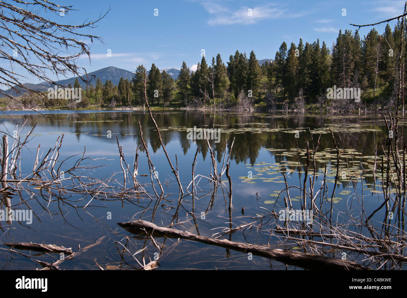 L'un des nombreux étangs électrique trouvée dans la vallée de Pieds-noirs Montana près de Bishop qui servent d'habitat riverain de la faune.. Banque D'Images