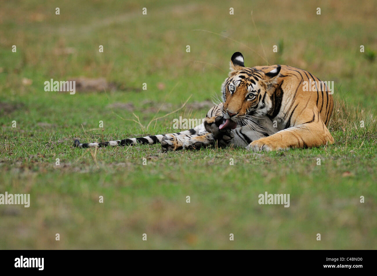 22-month-old female Bengal Tiger Cub léchant sa patte sur une prairie de Bandhavgarh Tiger Reserve, l'Inde, à l'été Banque D'Images