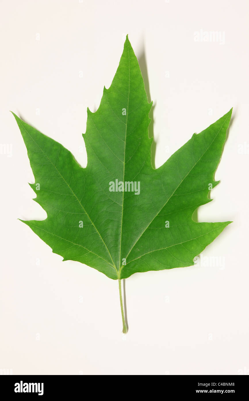 Feuille d'érable Banque D'Images
