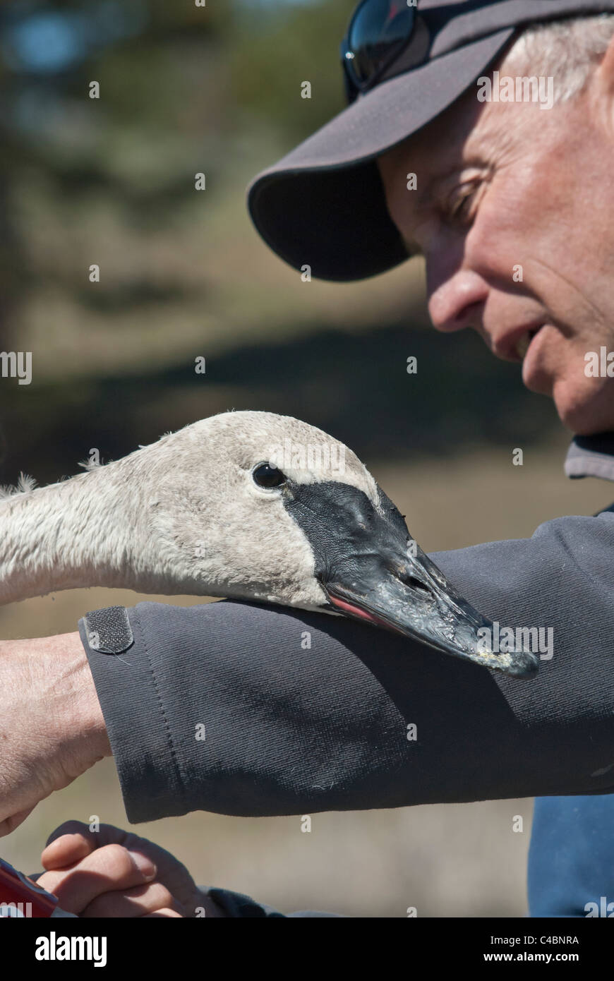 Un volontaire est titulaire d'un cygne trompette avant sa sortie près de Ovando, Montana. Banque D'Images