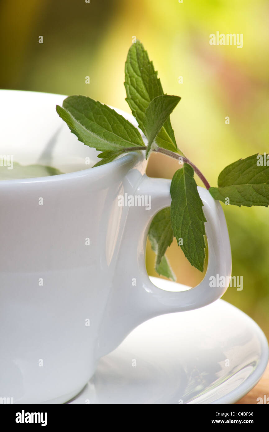 Close-up of tasse de thé de fines herbes Banque D'Images