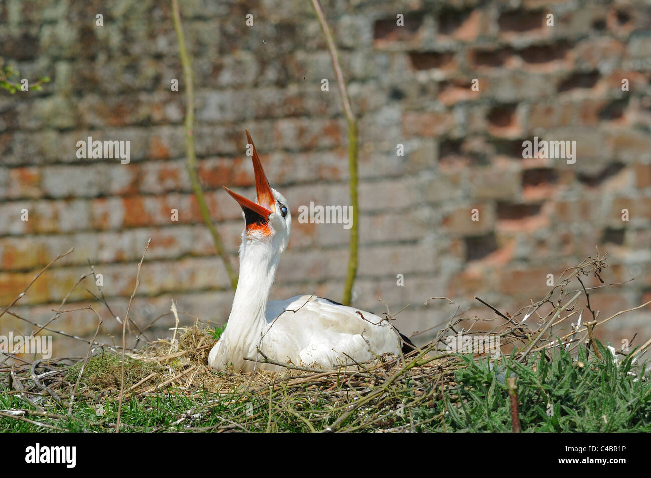 Cigogne Blanche (Ciconia ciconia incubation des œufs sur un lit de paille trigs et autres matériaux de construction Banque D'Images