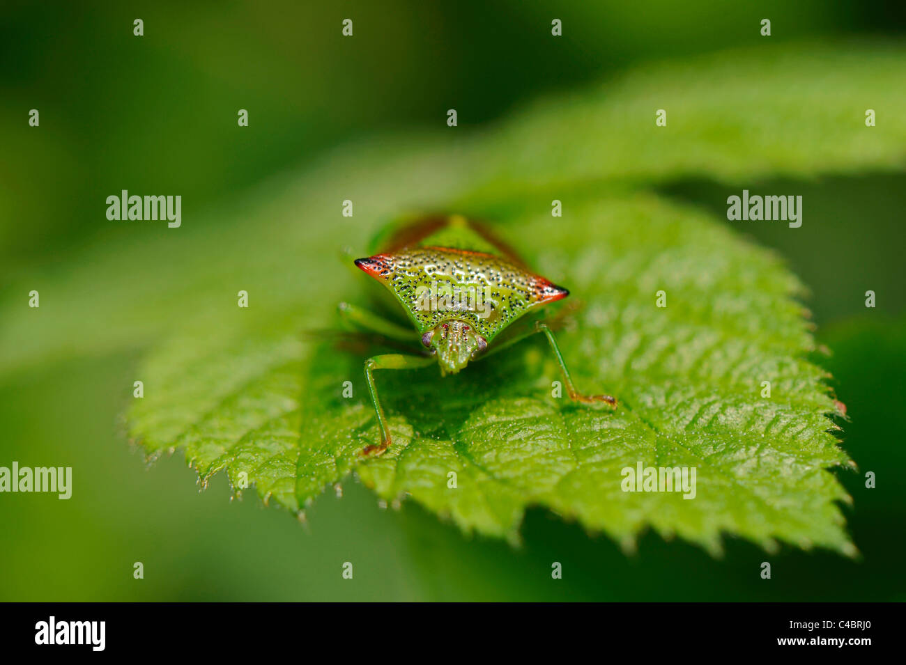 Un gros plan d'un bug en utilisant son bouclier Hawthorn corps de camouflage pour masquer à l'encontre de la couleur vert d'une feuille de ronce. Banque D'Images