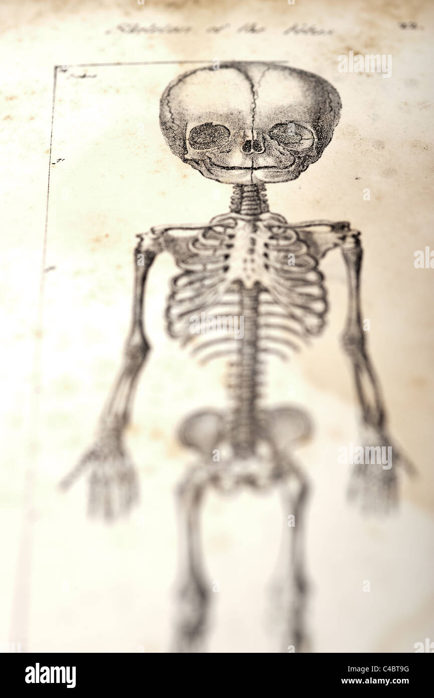 Le squelette du foetus vers 1844 avec selective focus Banque D'Images