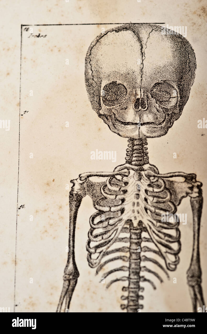 Le squelette du foetus vers 1844 Banque D'Images