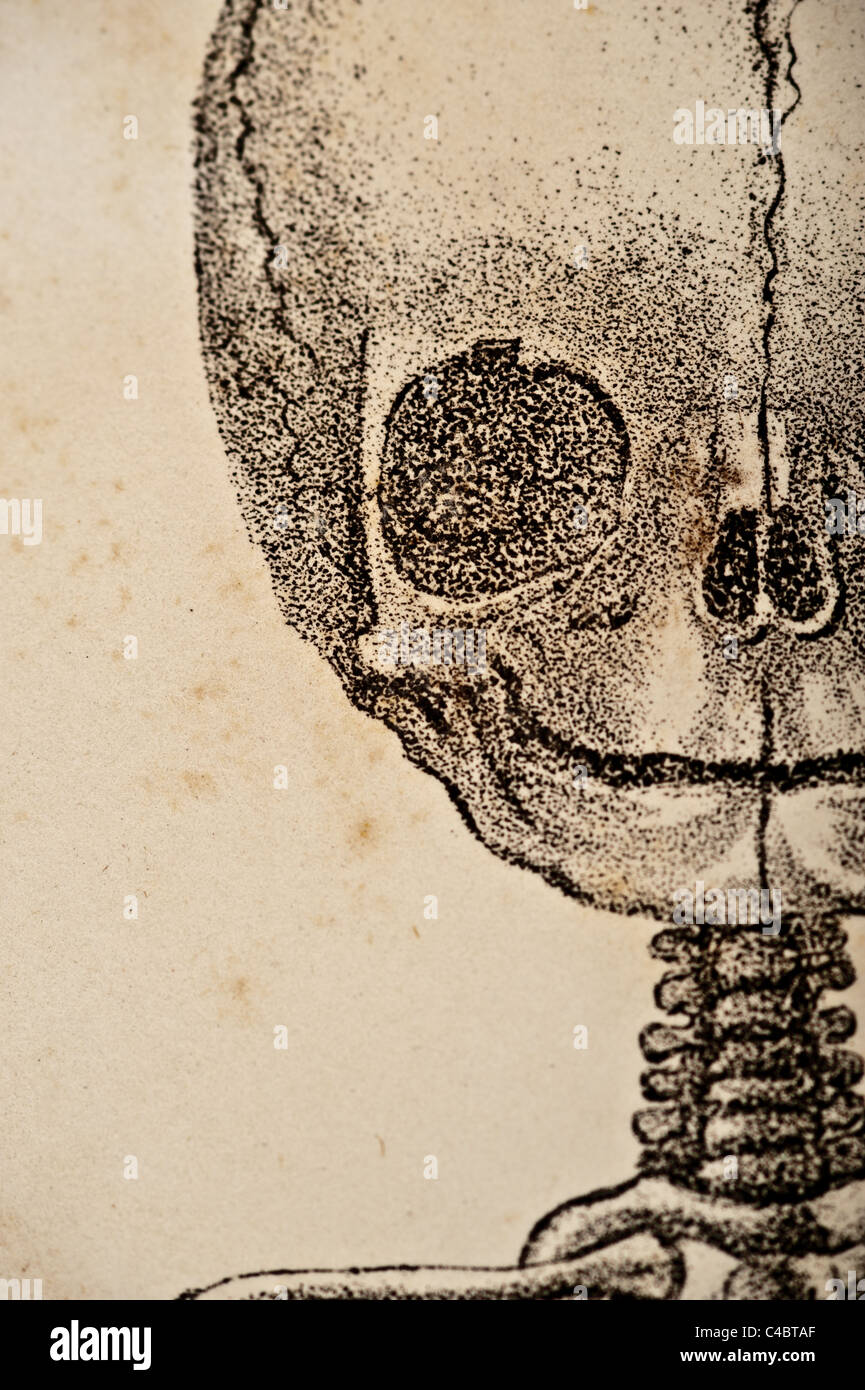 Illustration de foetus crâne circa 1844 - macro Banque D'Images