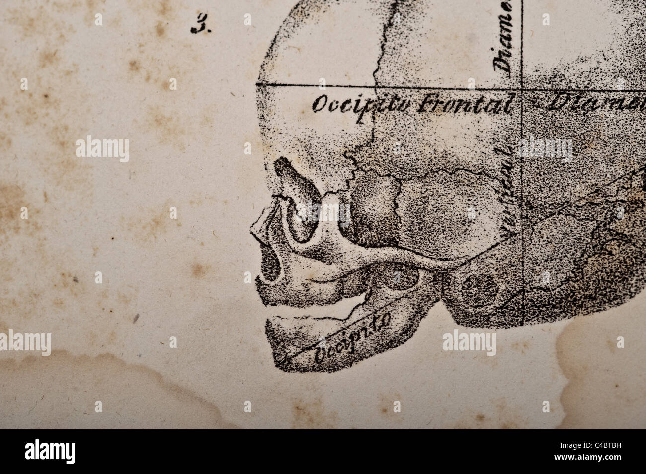 Illustration de foetus crâne circa 1844 - macro, Banque D'Images