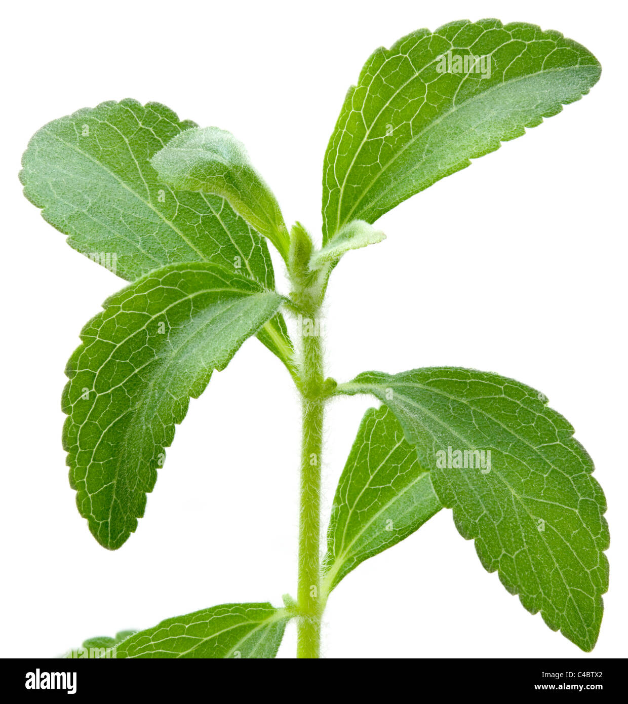 Stevia rebaudiana, sweet leaf substitut du sucre isolé sur fond blanc Banque D'Images